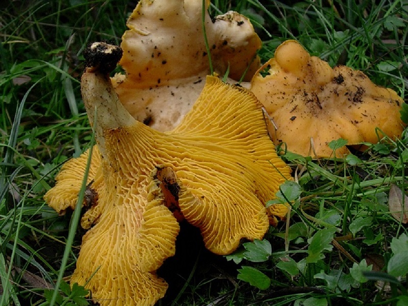 535 Dicembre vecchio ritrovamento